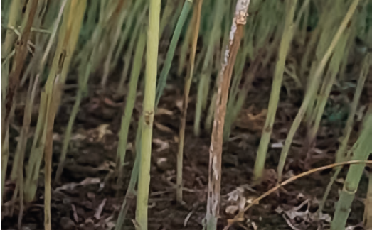 Белая гниль (склеротиниоз) рапса