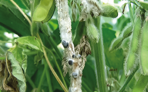 Склеротиниоз сои