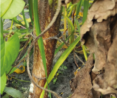 Біла гниль соняшника