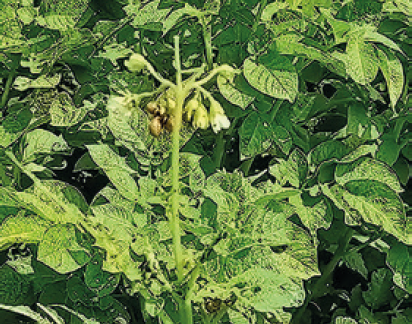 Колорадський жук