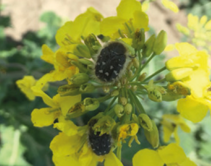 Оленка волохата