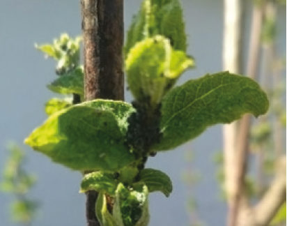 Попелиця яблунева