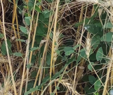 Фузаріоз колоса