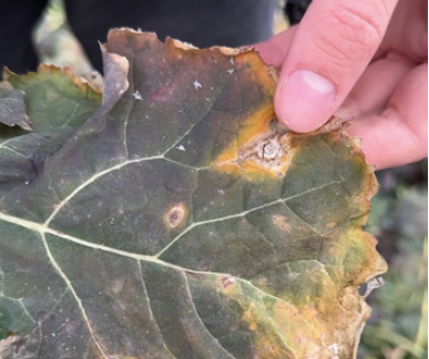 Фузаріоз ріпаку