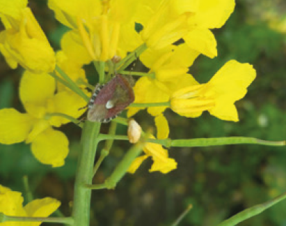 Хрестоцвітий клоп