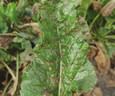 Церкоспороз цукрового буряку