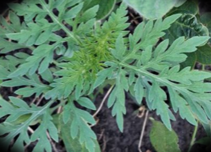 Амброзія польова_1