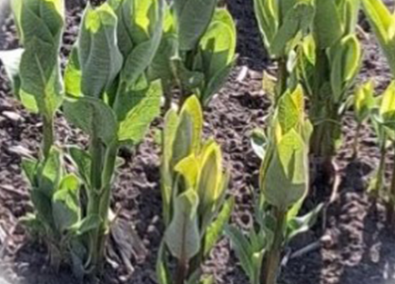 Ваточник сирійський_1