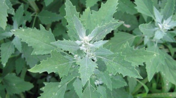 Лобода біла_1