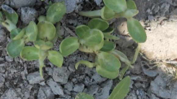 Падалиця соняшнику_1