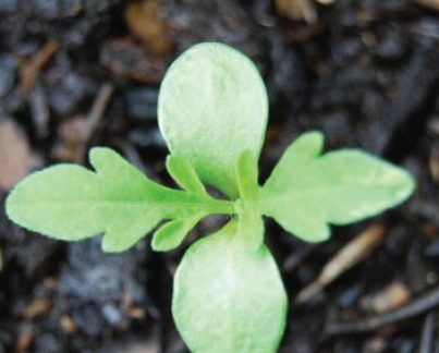 Амброзія полинолиста