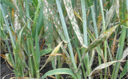 Борошниста роса пшениці