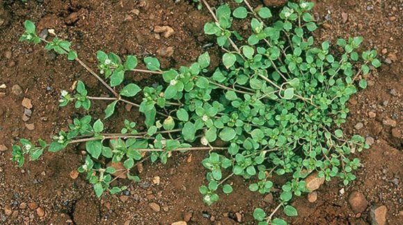 Зірочник середній