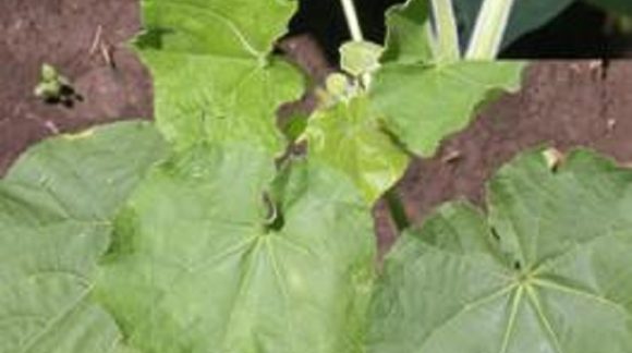 Канатник Теофраста