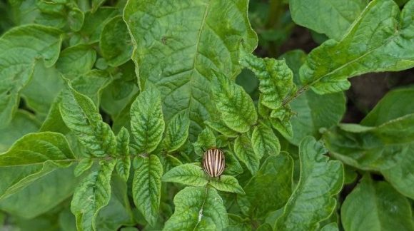 Колорадський жук