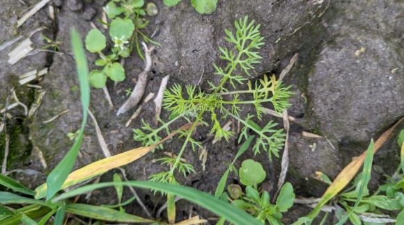 Кучерявець Софії