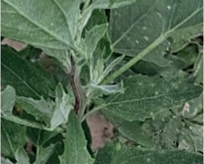 Лобода біла