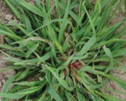 Мишій сизий