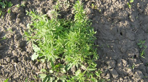 Підмаренник чіпкий