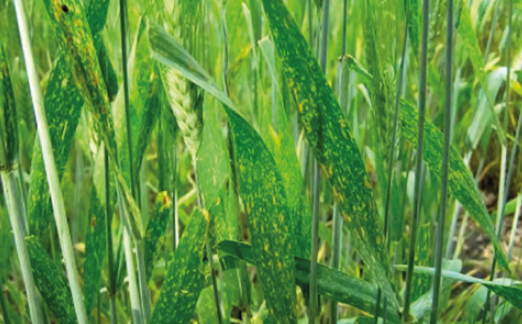 Піренофороз пшениці