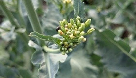 Ріпаковий квіткоїд