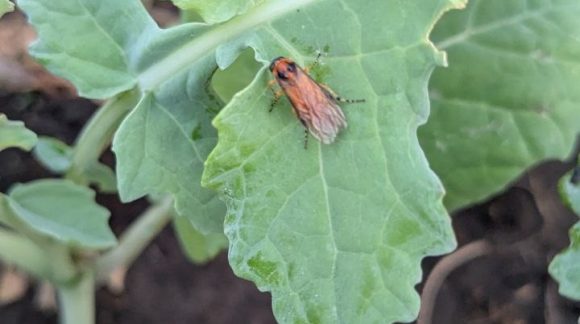 Ріпаковий пильщик