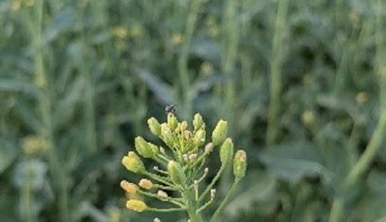 Ріпаковий прихованохоботник