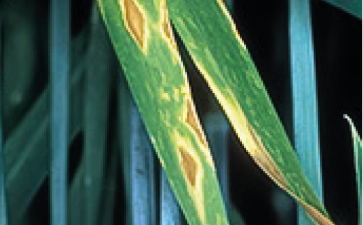 Септоріоз пшениці