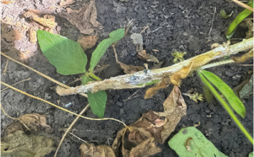 Склеротиніоз сої