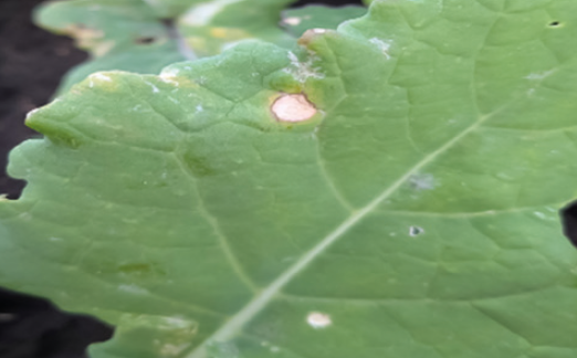 Фомоз ріпаку