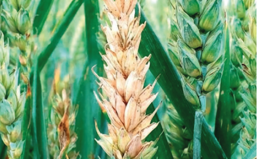 Фузаріоз колоса