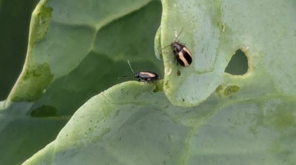 Хрестоцвіті блішки