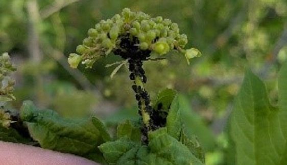 Чорна попелиця