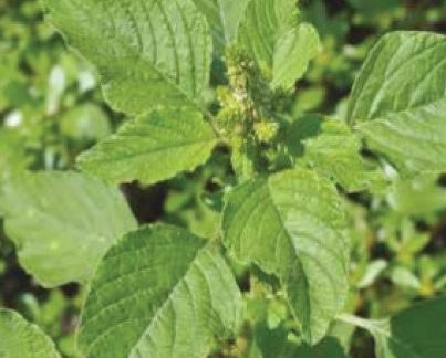 Щириця звичайна